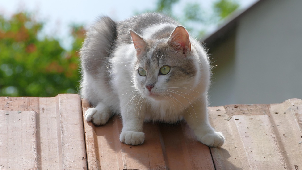 五月最新版猫咪软件下载指南，全面解析下载流程与功能特色
